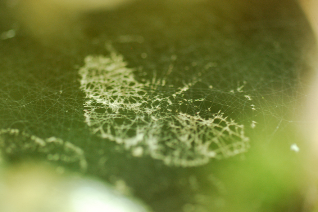 macro_009 .jpg